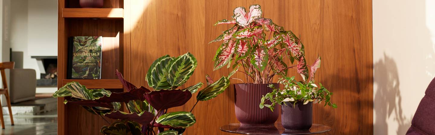 the winery collection 14cm rojo burdeos